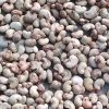 Raw Cashew nuts