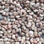 Raw Cashew nuts