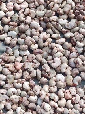 Raw Cashew nuts